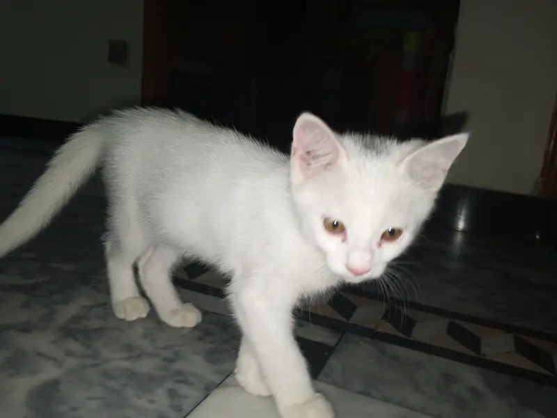 2 kitten's one male and one female — photo 2