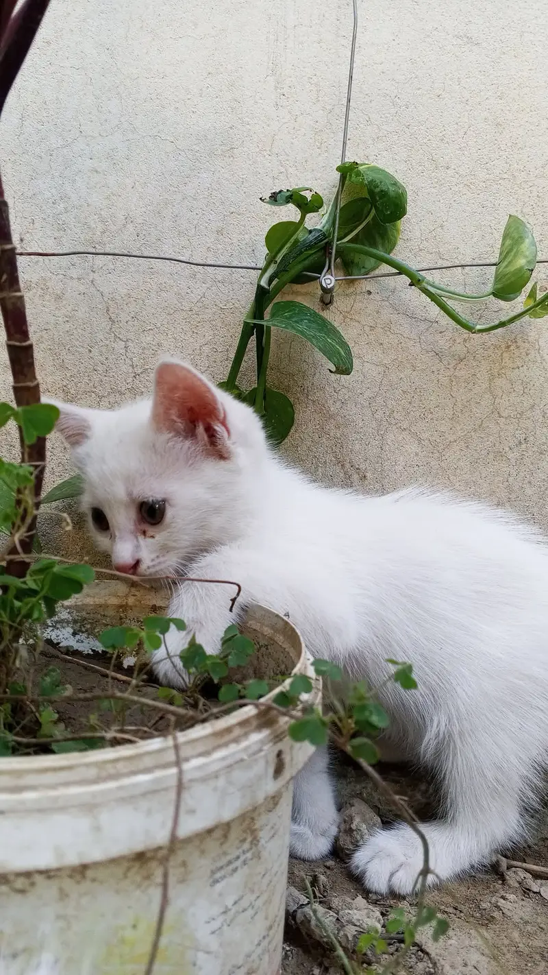 2 kitten's one male and one female — photo 4