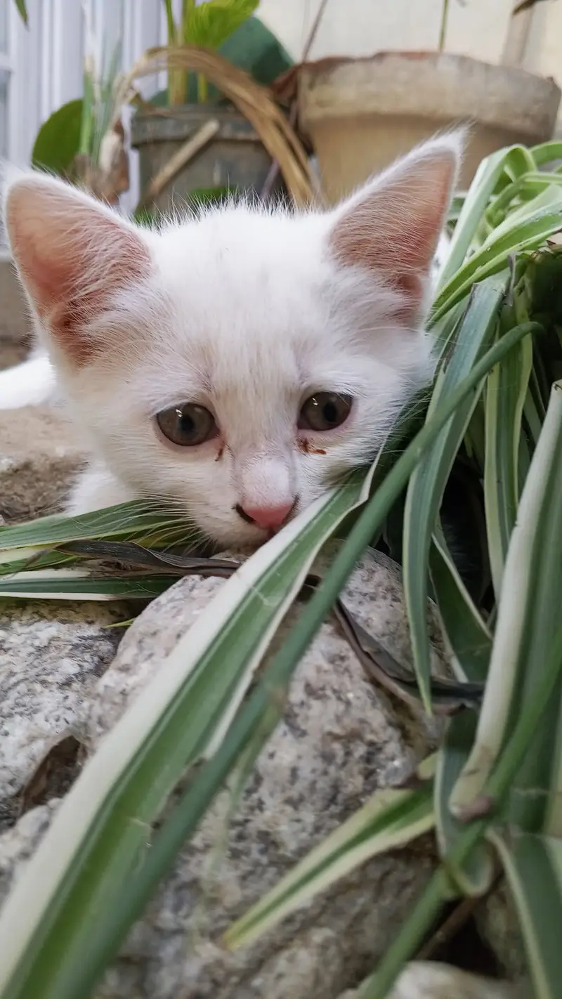 2 kitten's one male and one female — photo 5