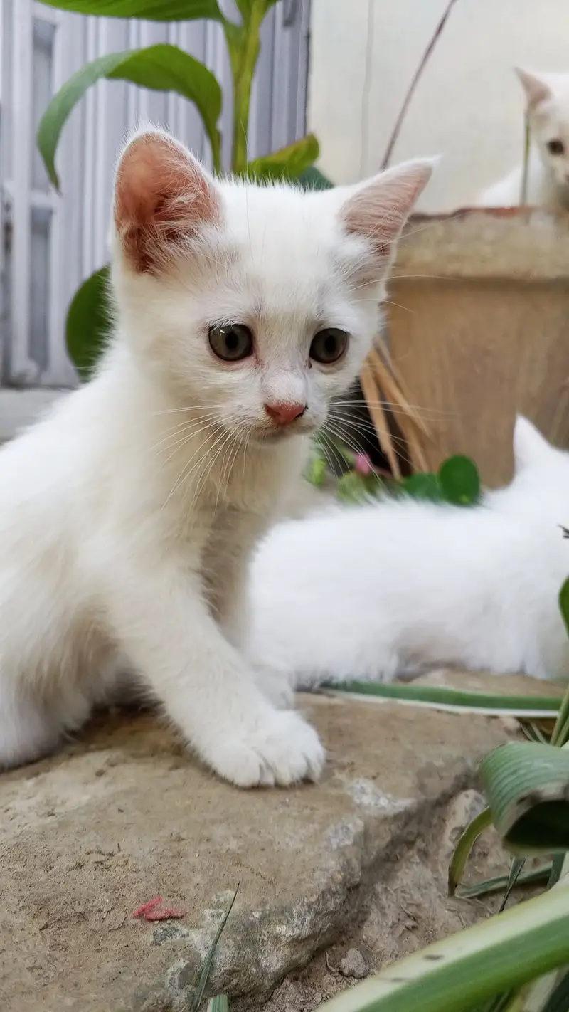 2 kitten's one male and one female — photo 6
