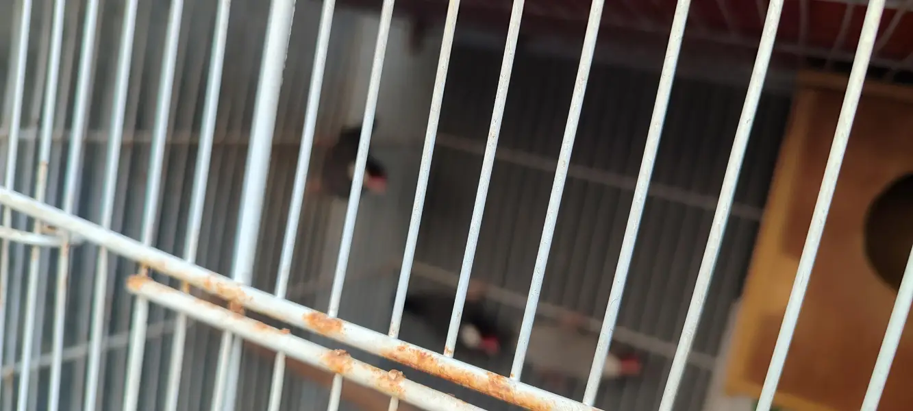 Good quality Birds Cages for Sale — photo 3
