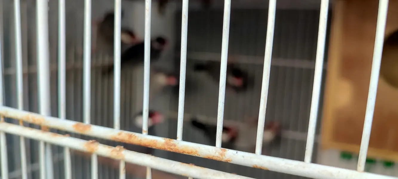Good quality Birds Cages for Sale — photo 4