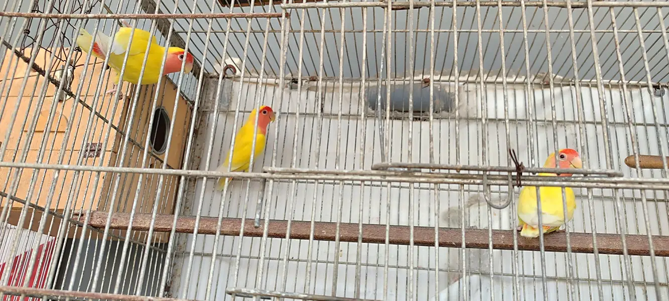 Good quality Birds Cages for Sale — photo 5
