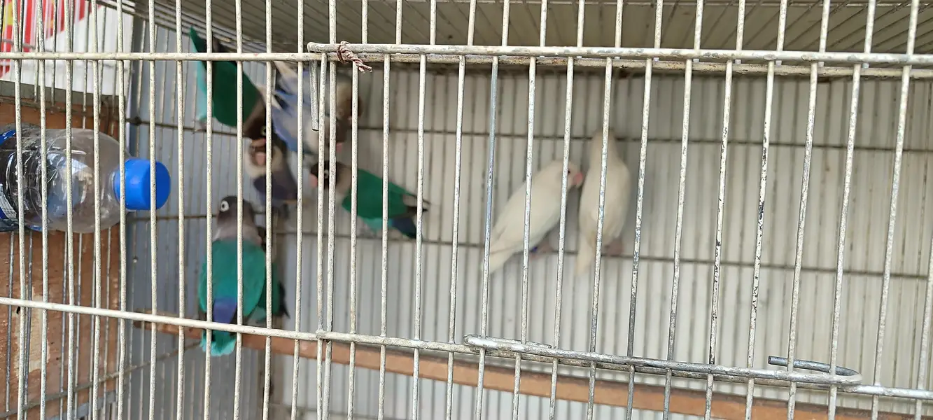 Good quality Birds Cages for Sale — photo 6