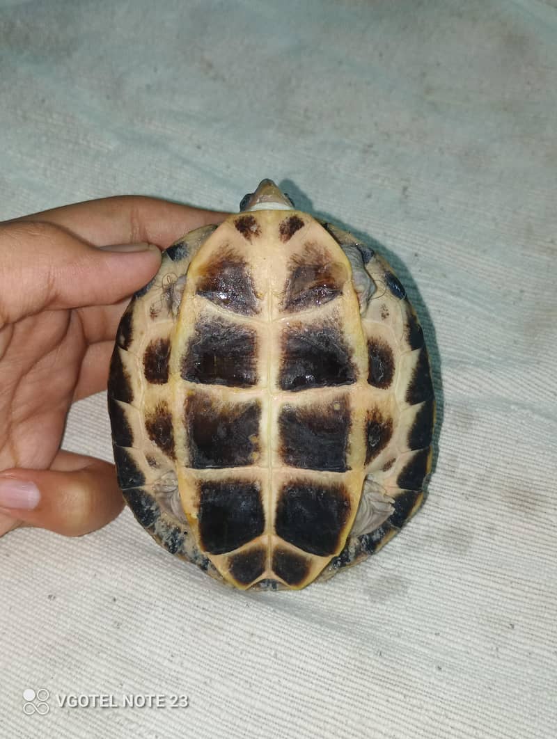 Turtle 0