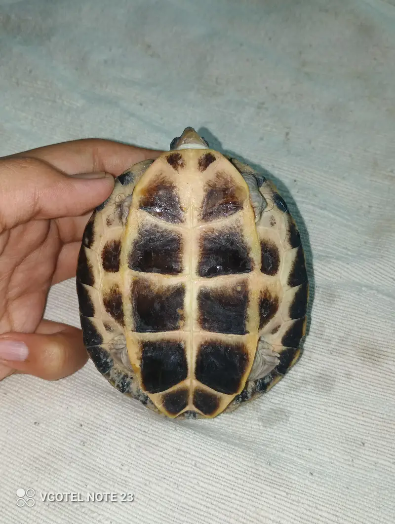 Turtle