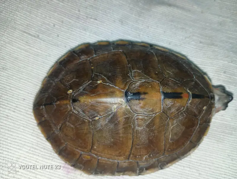 Turtle — photo 2