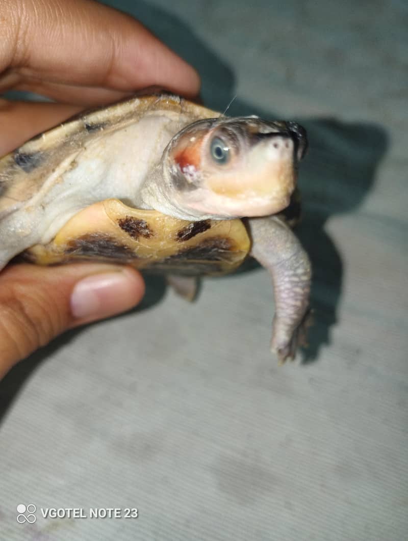 Turtle 2