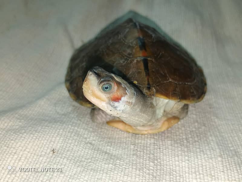 Turtle 3