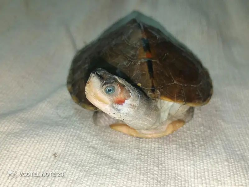 Turtle — photo 4