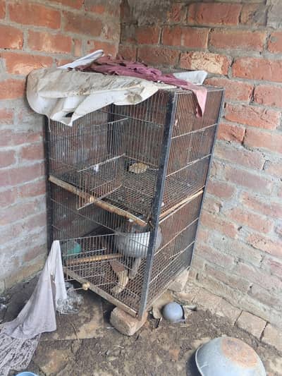 hen pigeon parrot cage