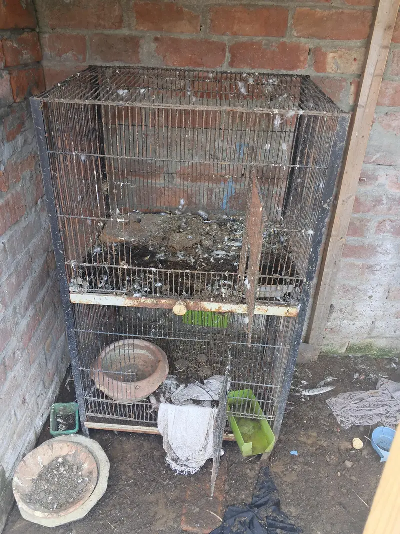 hen pigeon parrot cage — photo 2