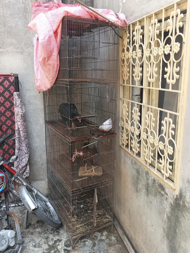 hen pigeon parrot cage — photo 3