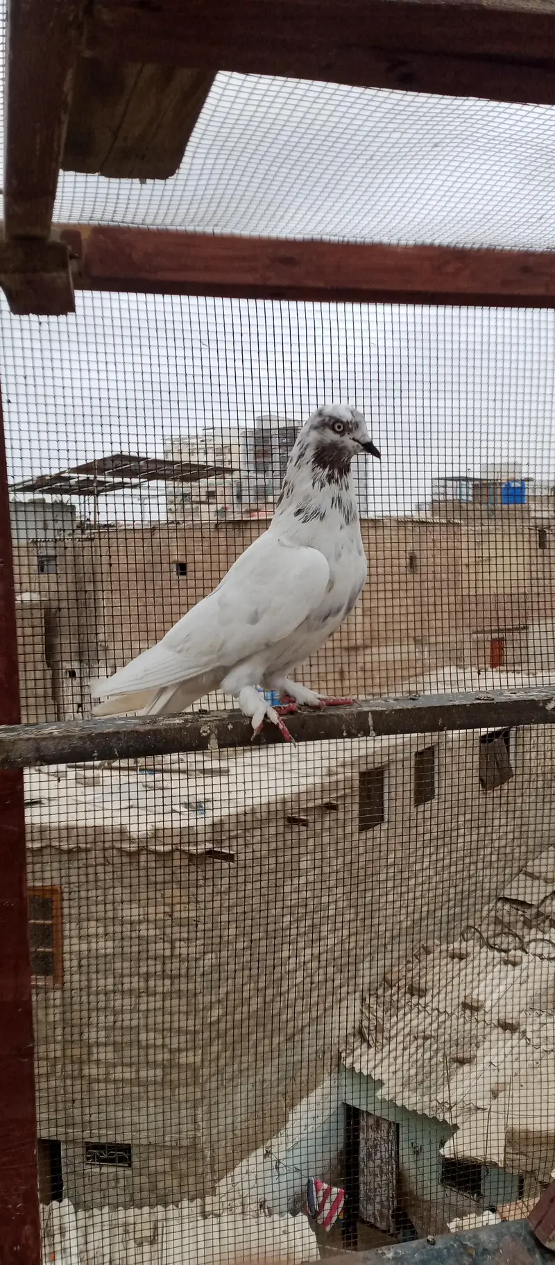 Patti wale — photo 2