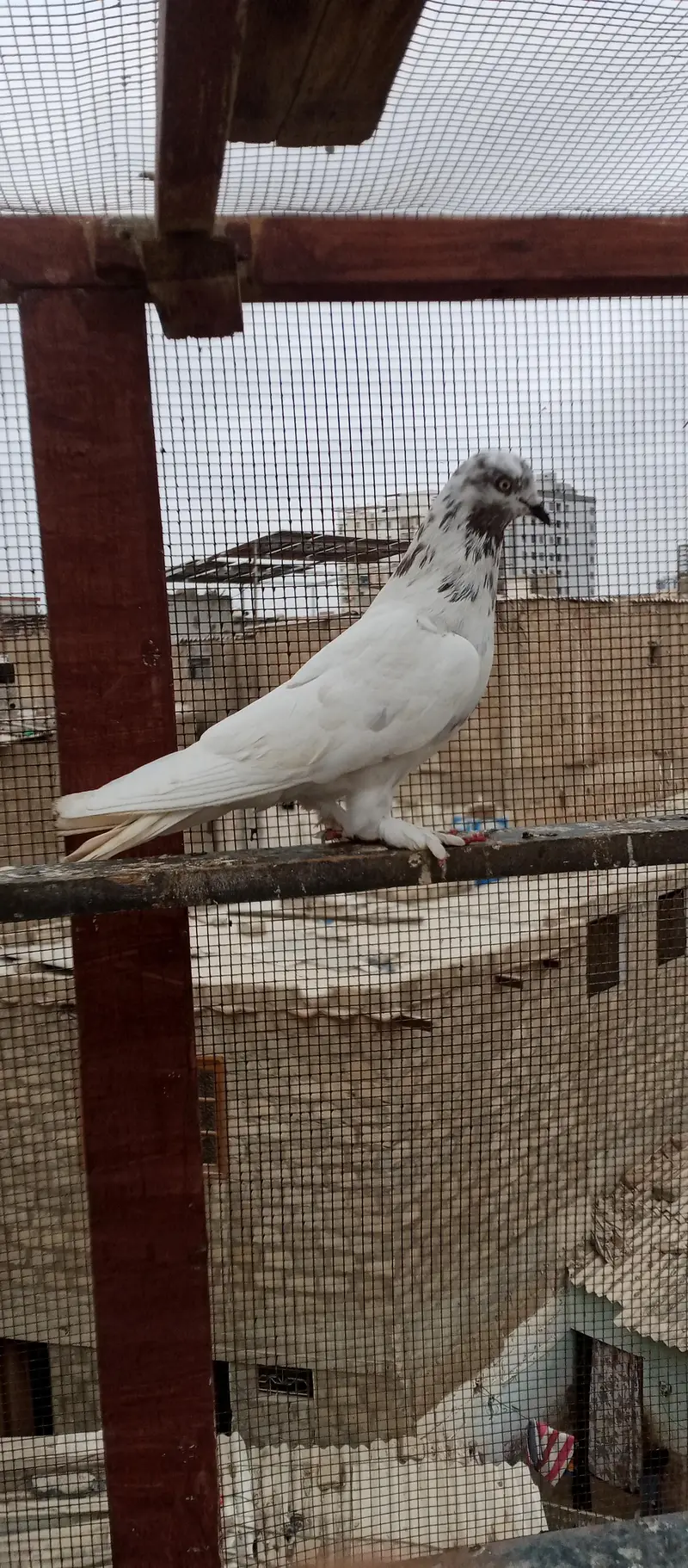 Patti wale — photo 3