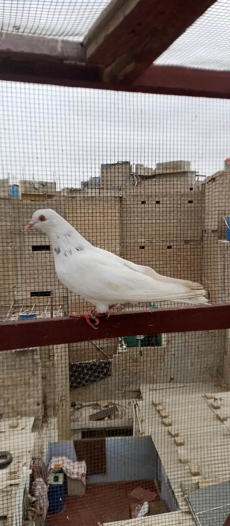 Patti wale — photo 7