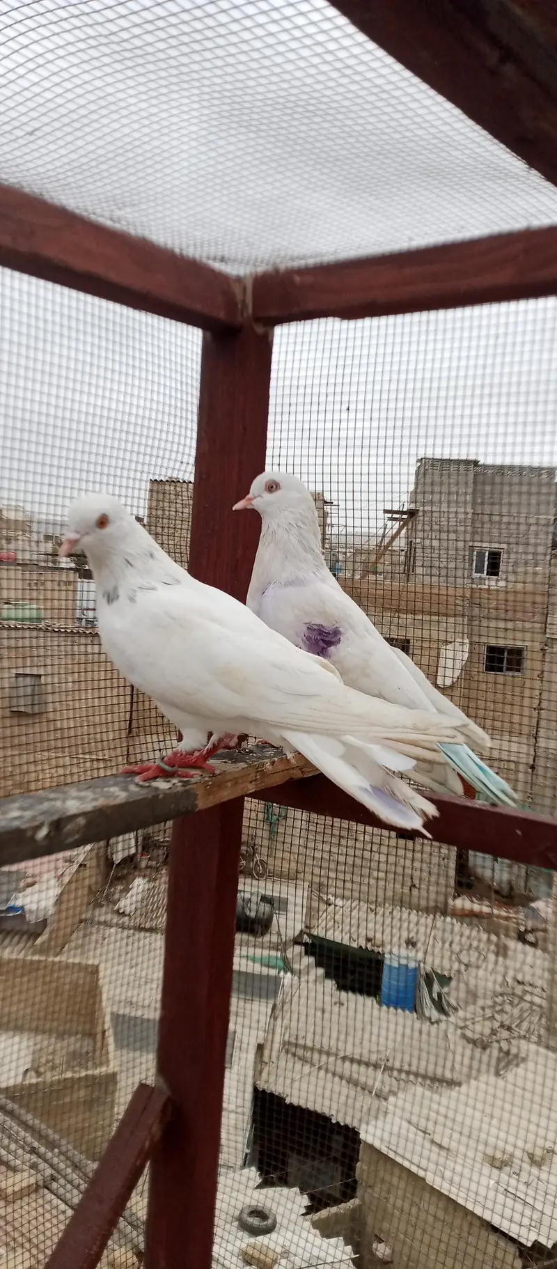Patti wale — photo 8