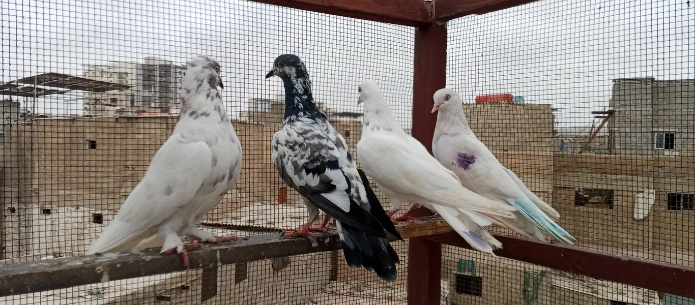 Patti wale — photo 11