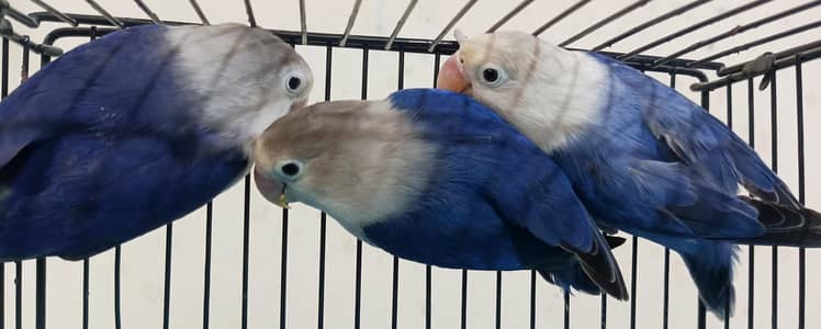 Love Birds Boxes and Accessorie