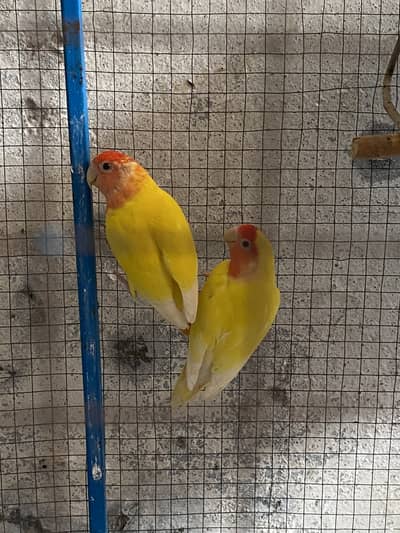 Love bird breeder pairs