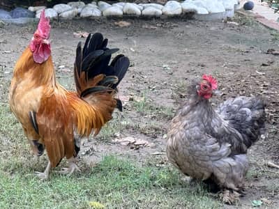 Old English game with 2 females trio egg laying