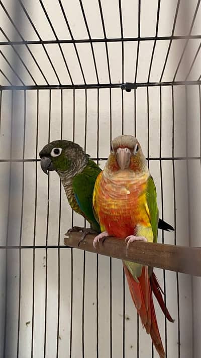 Pineapple high red factor into green cheek adult pair