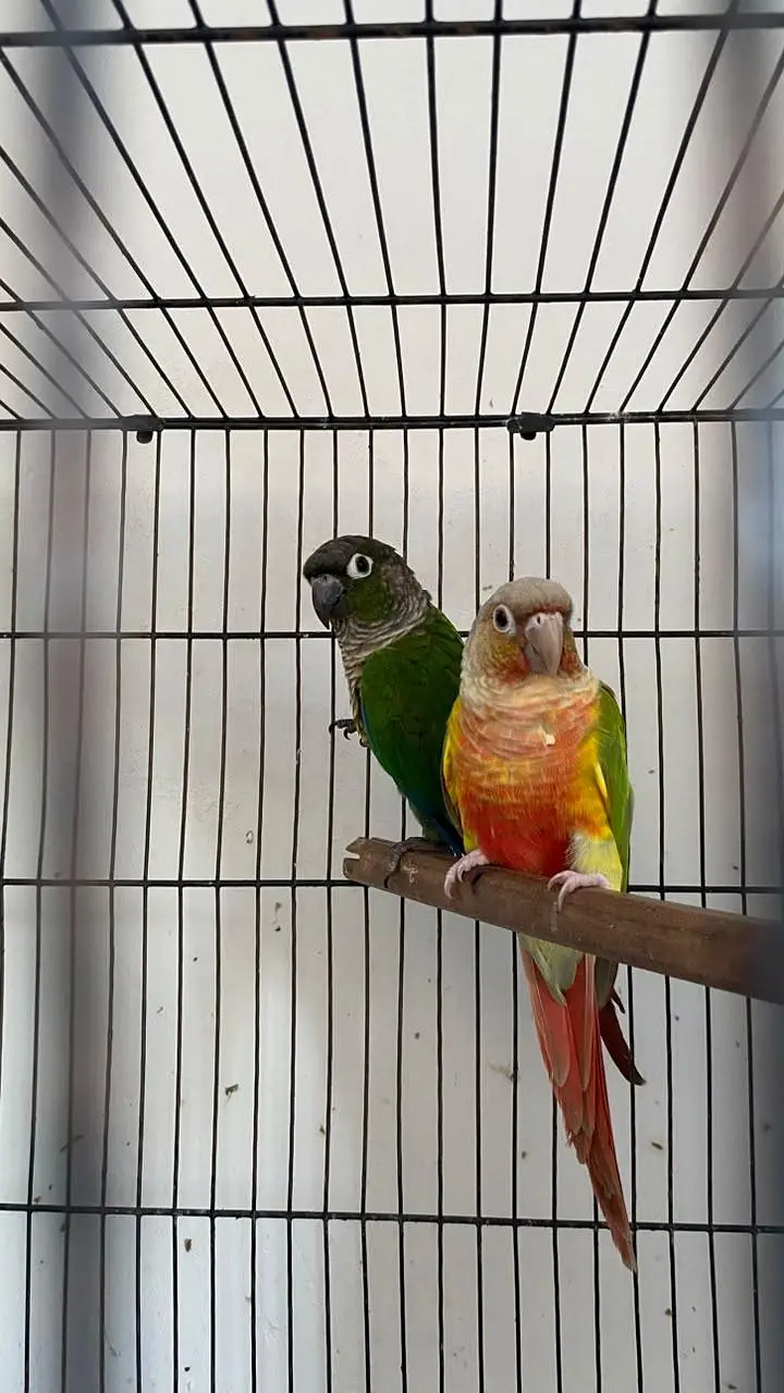 Pineapple high red factor into green cheek adult pair — photo 2