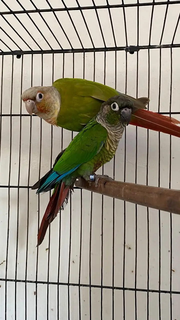 Pineapple high red factor into green cheek adult pair — photo 3