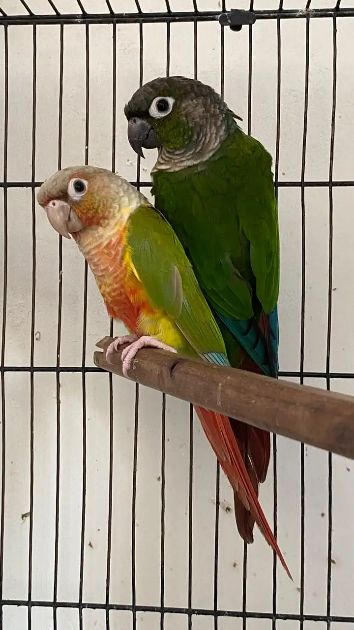 Pineapple high red factor into green cheek adult pair — photo 4