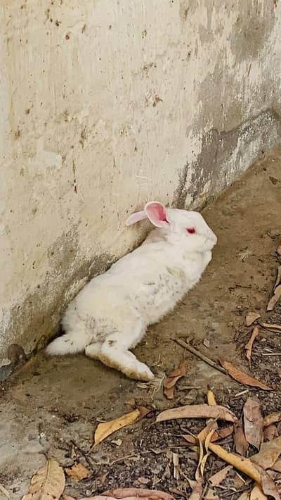 Male beautiful rabbit