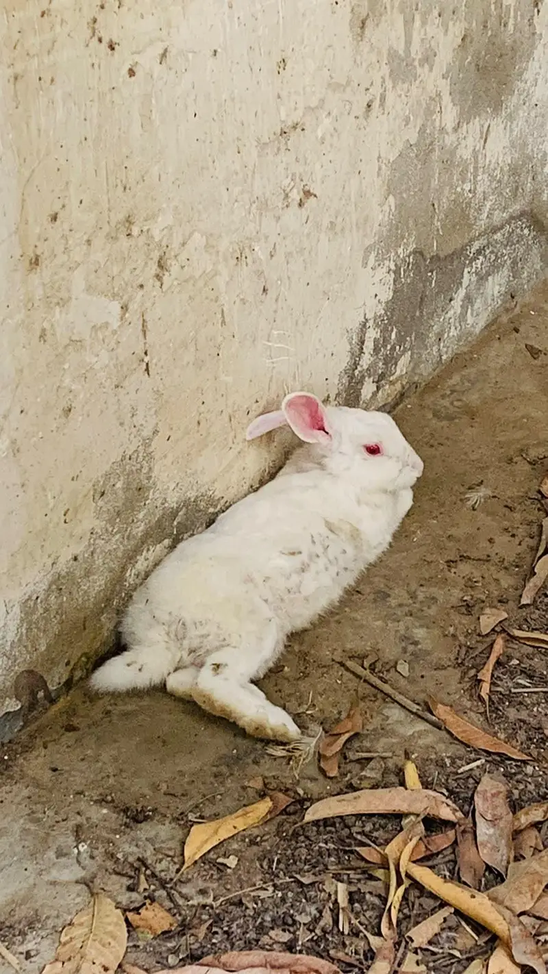 Male beautiful rabbit