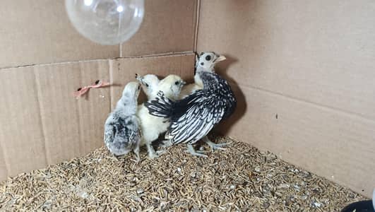 White Silkie,Silver sebright chicks 0332-4153261