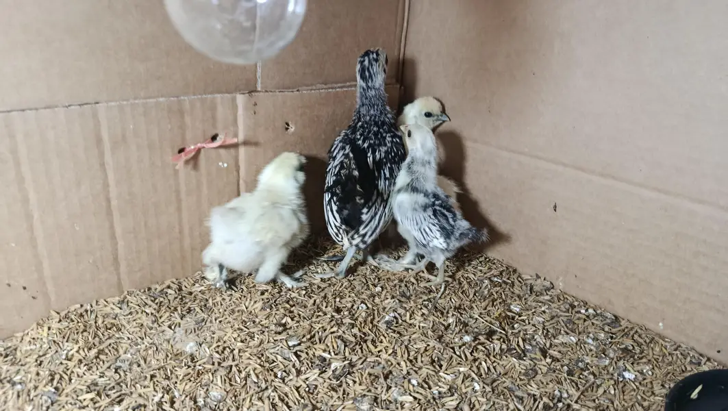 White Silkie,Silver sebright chicks 0332-4153261 — photo 2