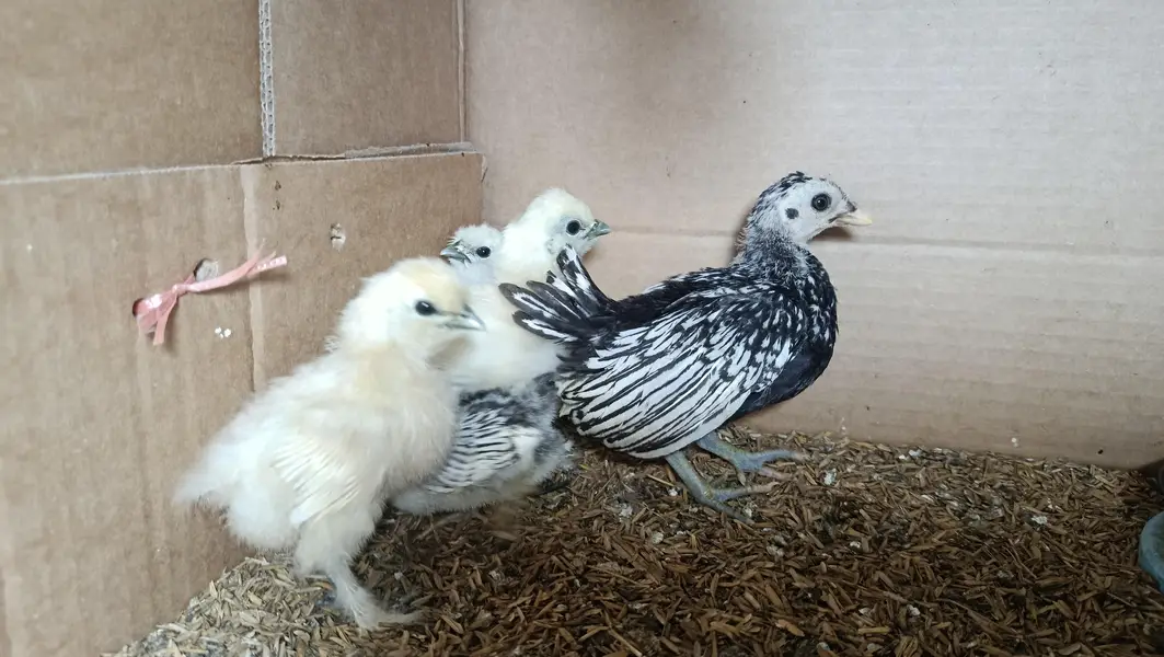 White Silkie,Silver sebright chicks 0332-4153261 — photo 3