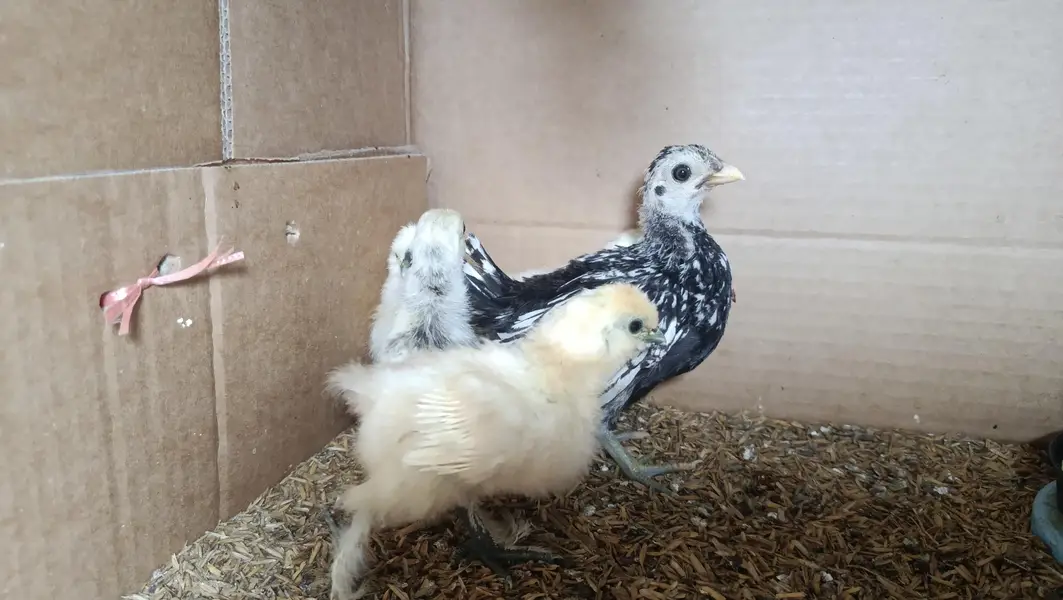 White Silkie,Silver sebright chicks 0332-4153261 — photo 4