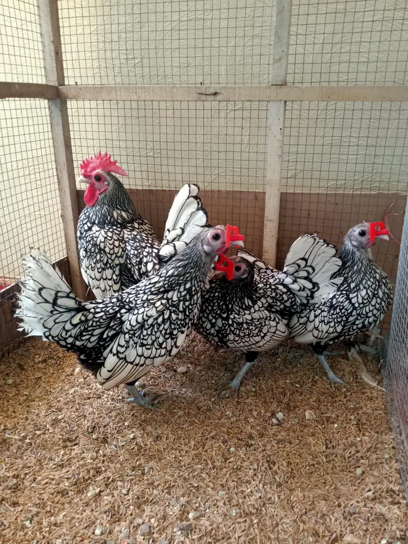 White Silkie,Silver sebright chicks 0332-4153261 — photo 7