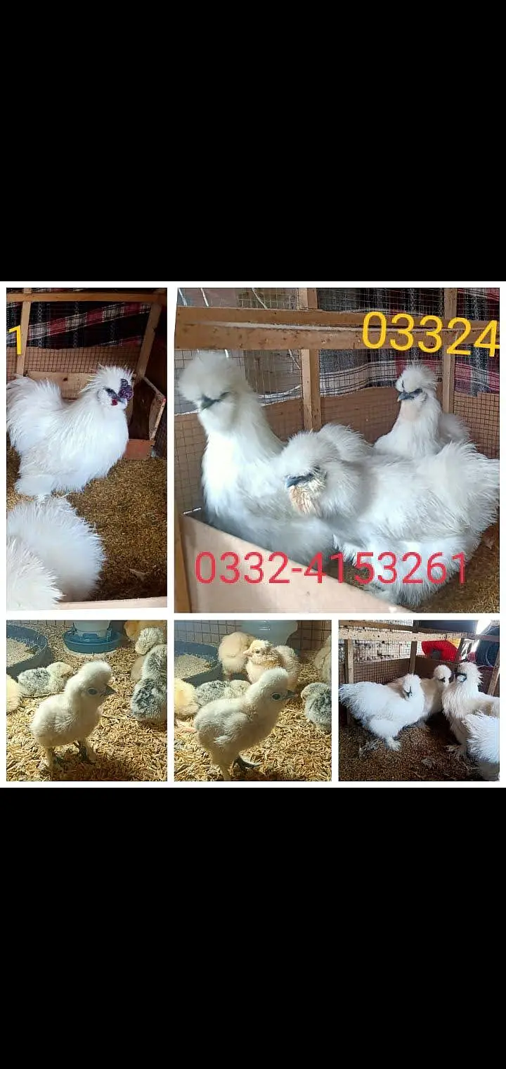 White Silkie,Silver sebright chicks 0332-4153261 — photo 8