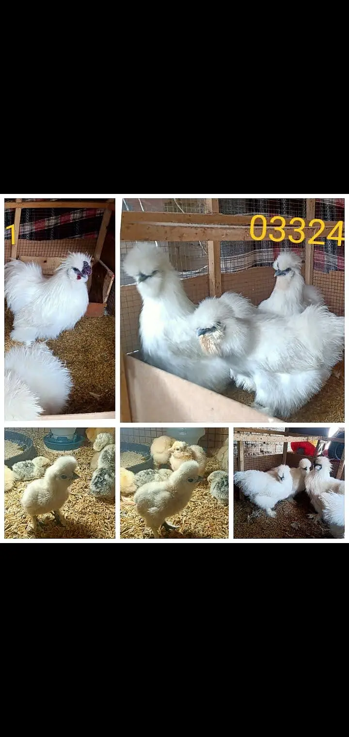 White Silkie,Silver sebright chicks 0332-4153261 — photo 9