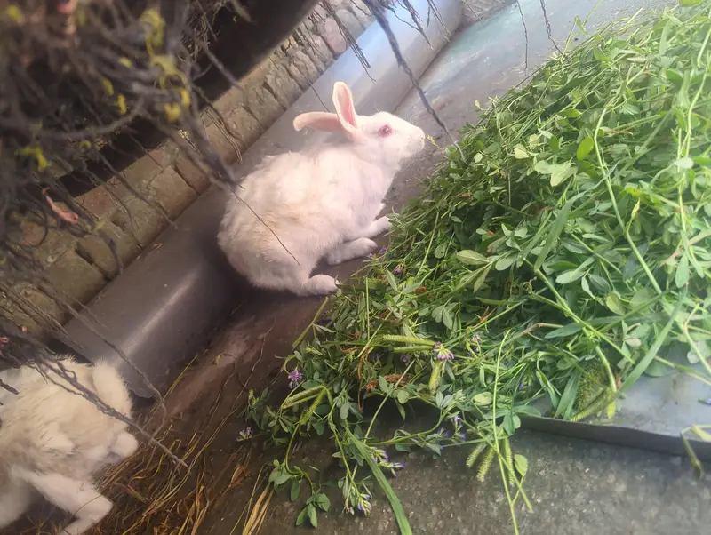 pure white red eyes healthy pair and black white female rabbit