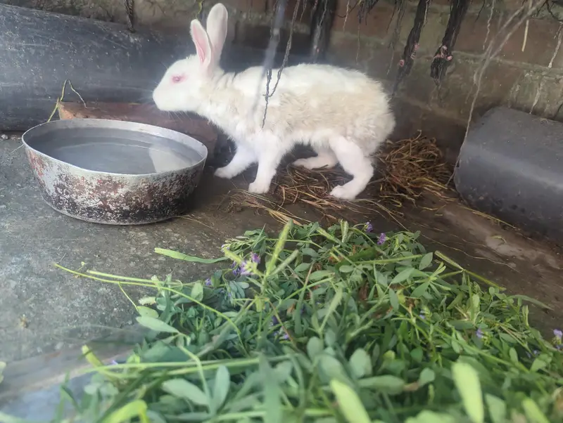 pure white red eyes healthy pair and black white female rabbit — photo 2
