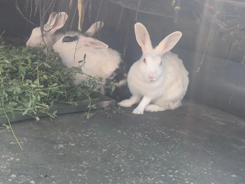pure white red eyes healthy pair and black white female rabbit — photo 3