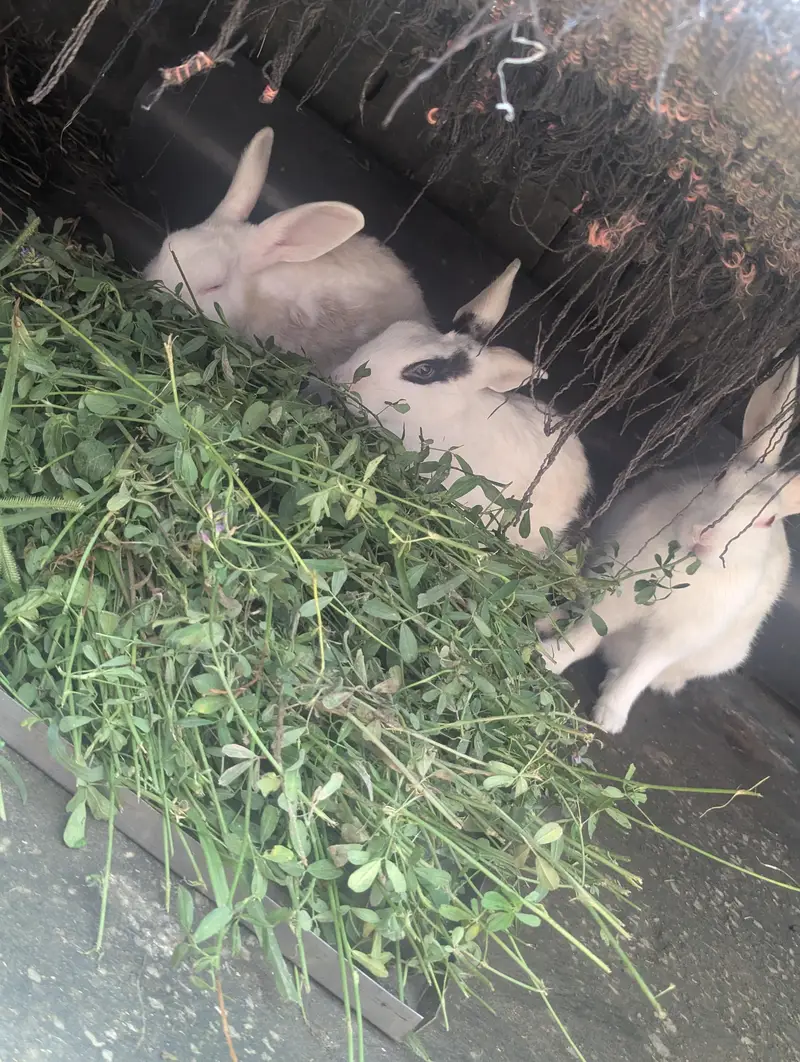 pure white red eyes healthy pair and black white female rabbit — photo 4