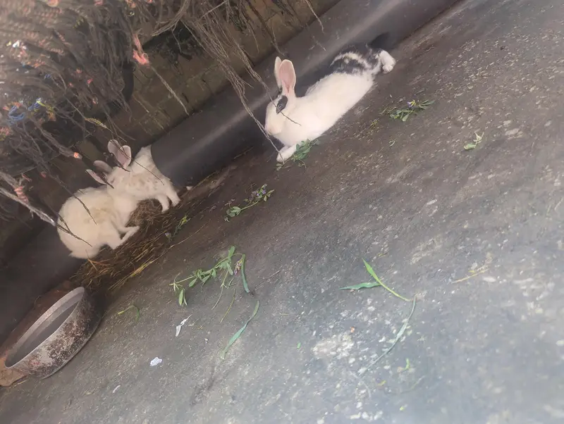 pure white red eyes healthy pair and black white female rabbit — photo 5