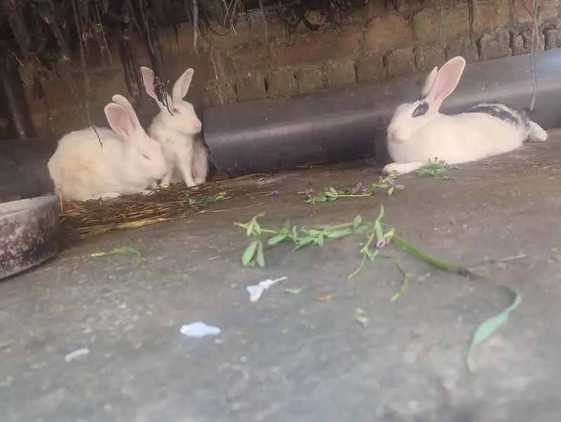 pure white red eyes healthy pair and black white female rabbit — photo 6