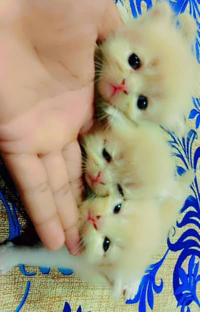 persian  kittens 15000 per kitten