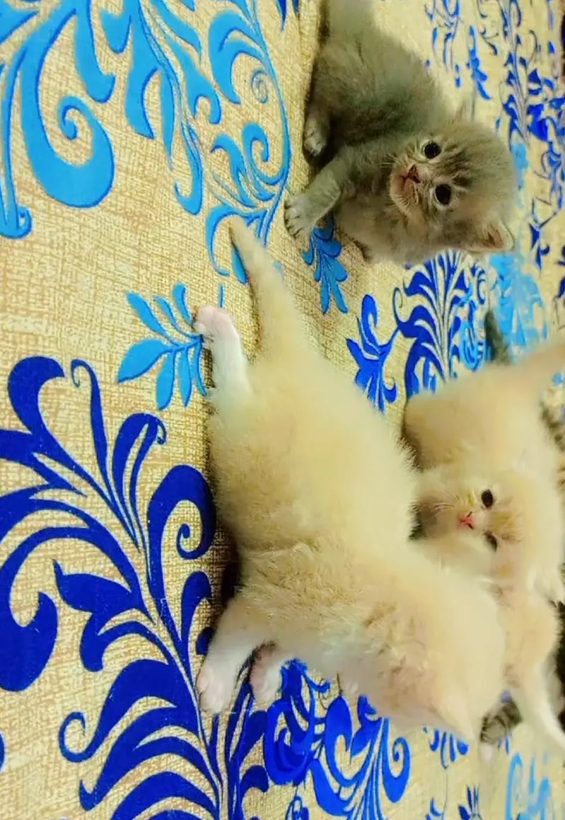 persian  kittens 15000 per kitten — photo 2