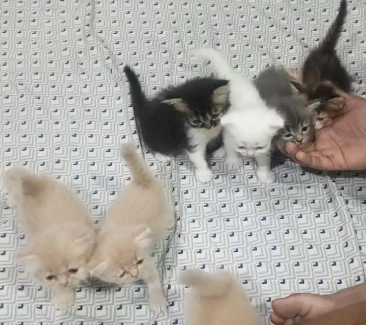 persian  kittens 15000 per kitten — photo 3