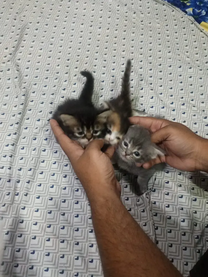 persian  kittens 15000 per kitten — photo 4