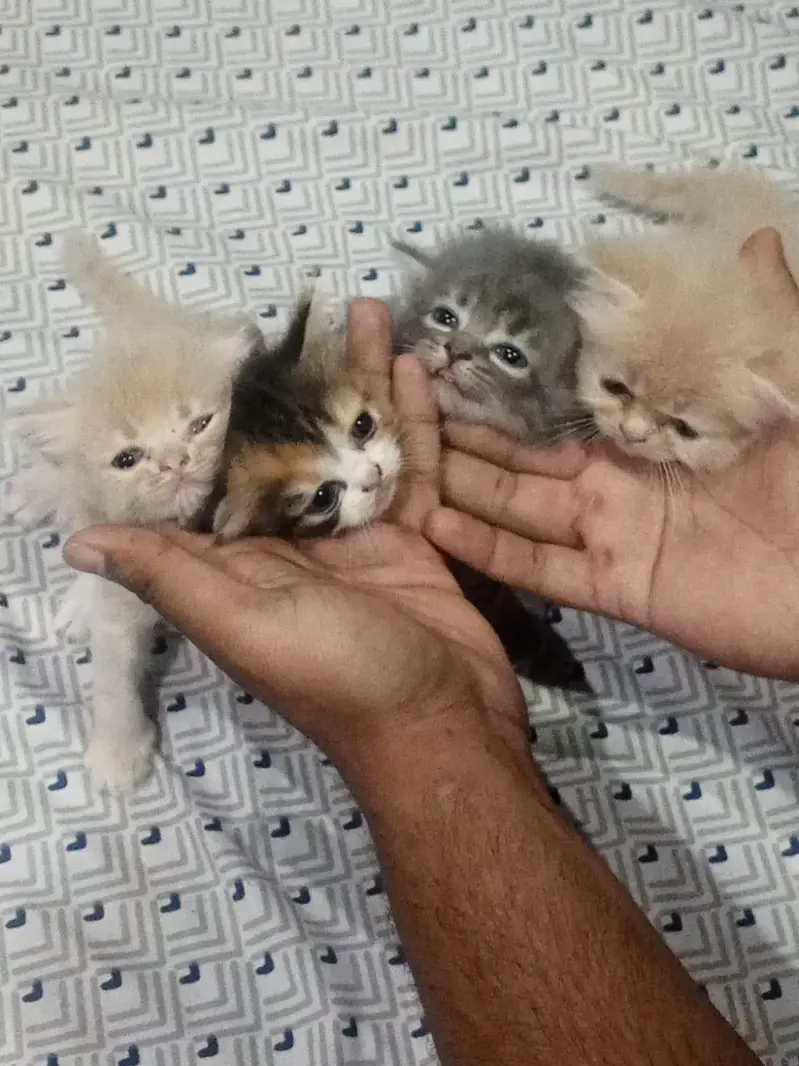 persian  kittens 15000 per kitten — photo 5