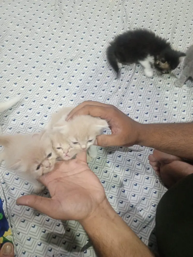 persian  kittens 15000 per kitten — photo 6